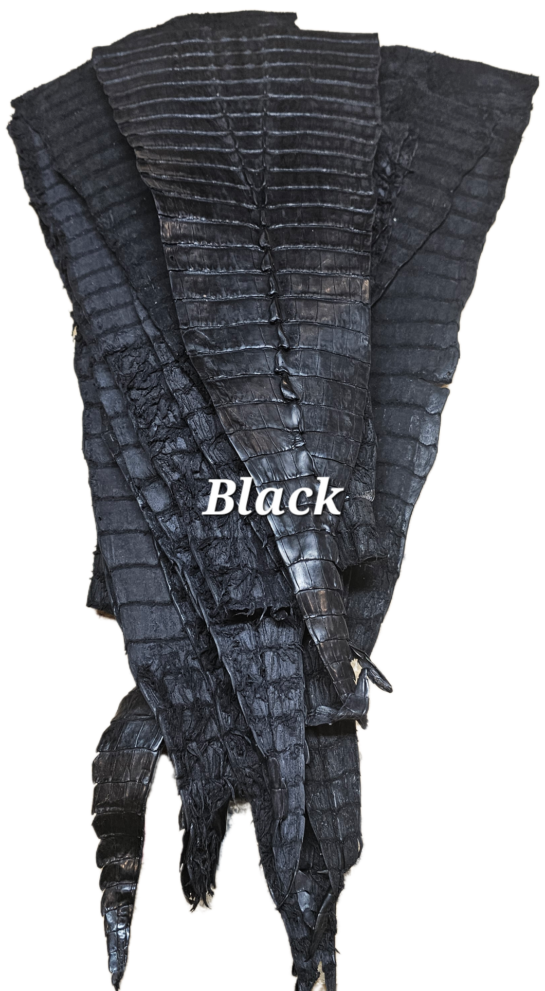 Caiman Tails – Exotic Leather
