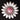 (67) 1 1/4" Daisy White/Pink - 1996703